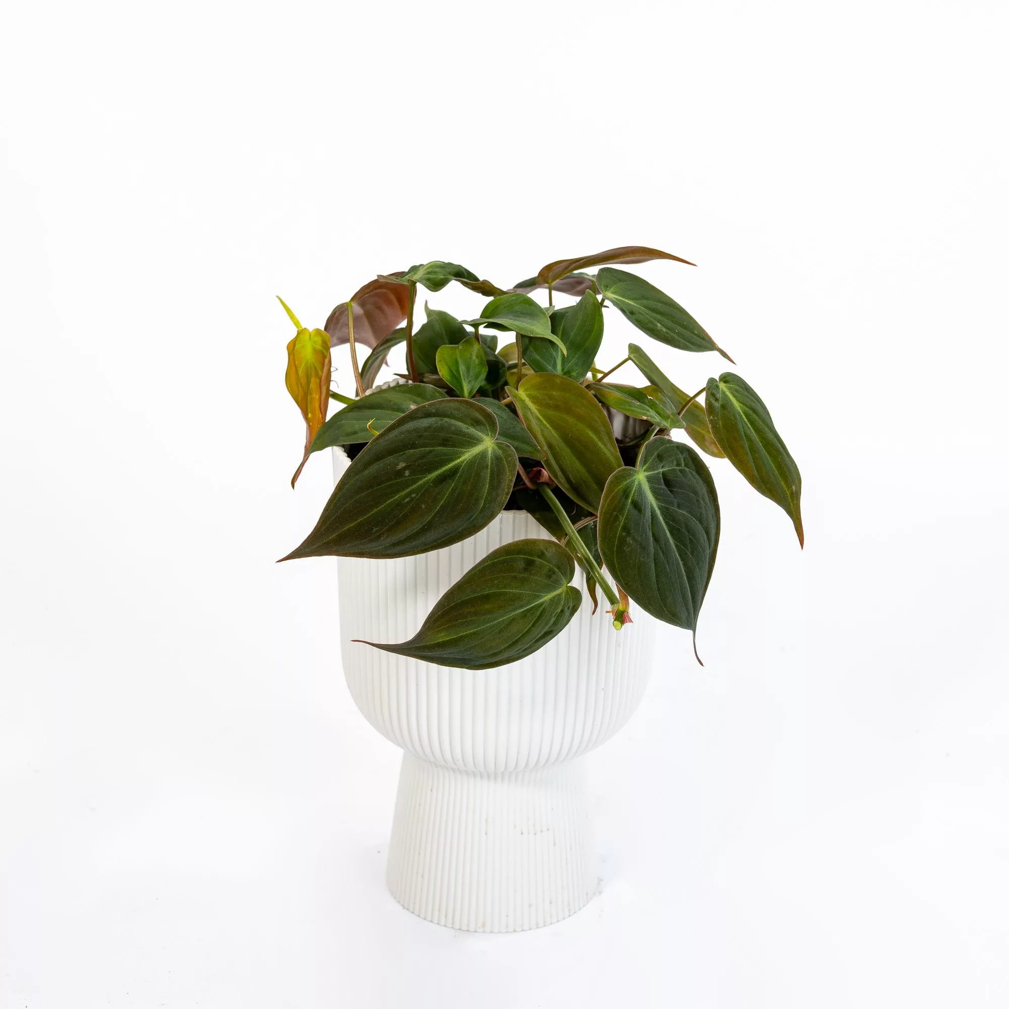 Philodendron scandens "Micans"