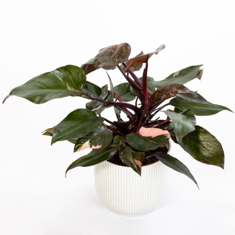 Philodendron "Pink Princess"