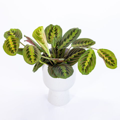 Maranta leuconeura "Fascinator"