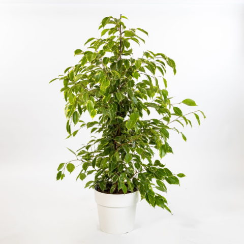 Ficus benjamina "Golden King"