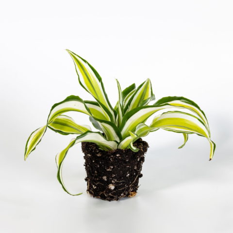 Dracaena fragrans "Malaika" Baby Plant