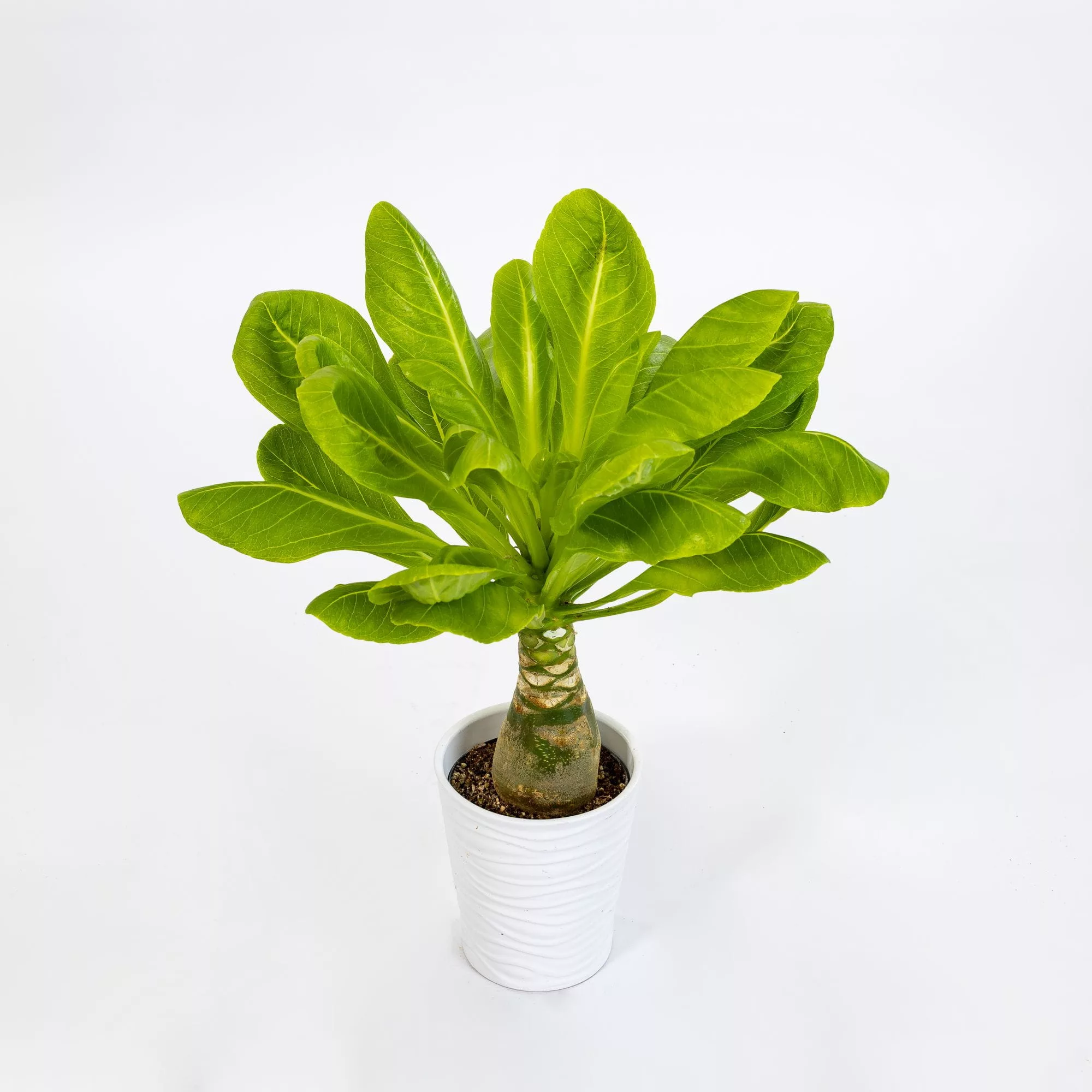 Brighamia insignis