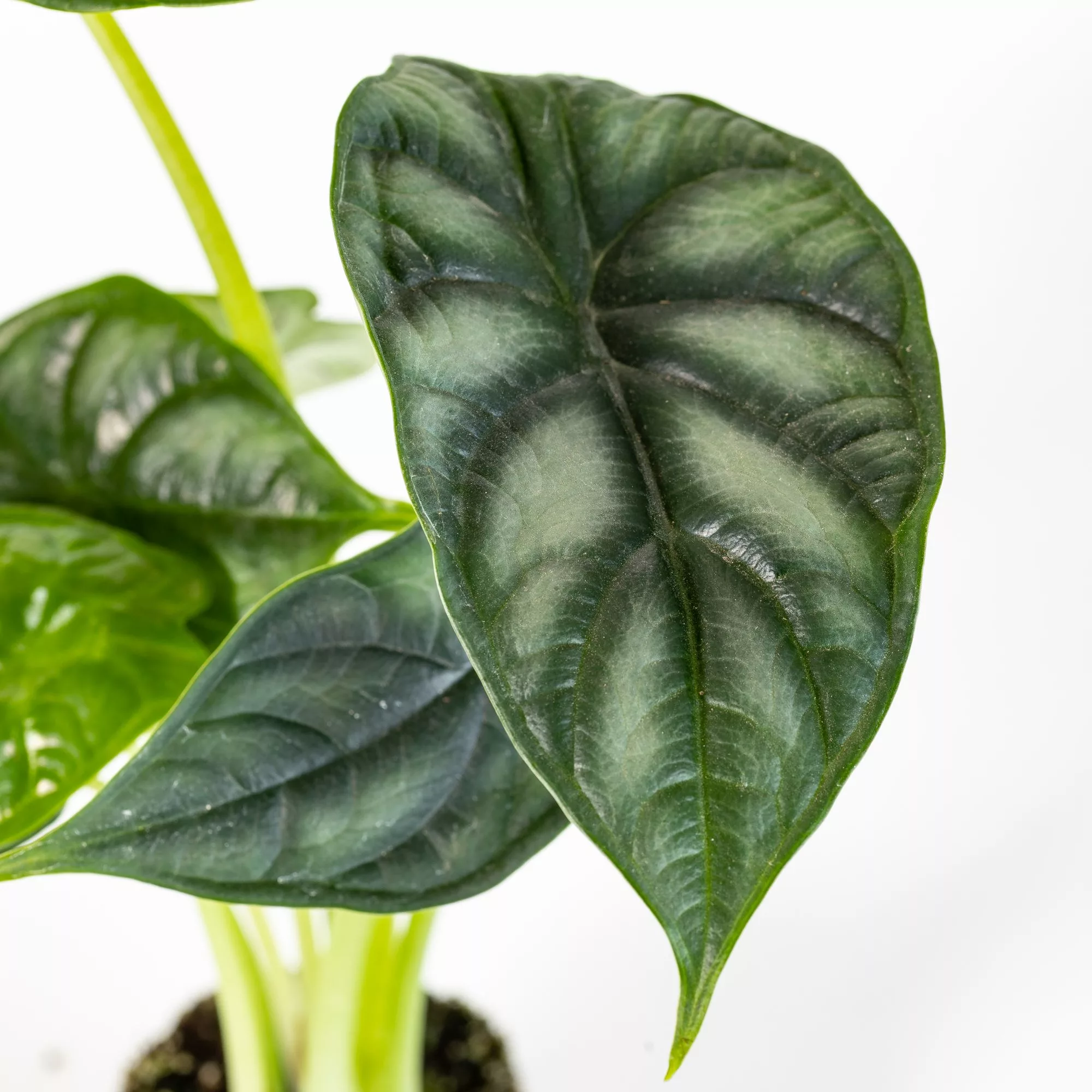 Alocasia "Dragon Scale" Baby Plant