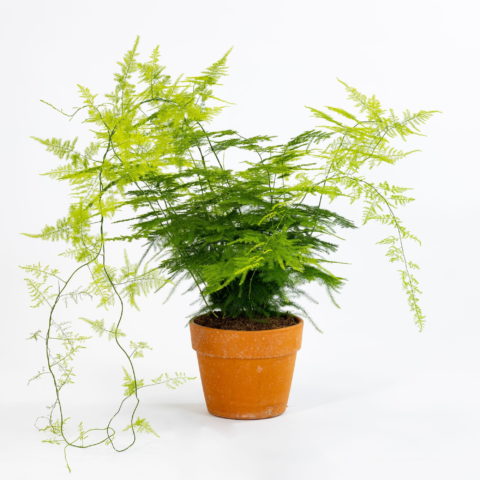 Asparagus setaceus