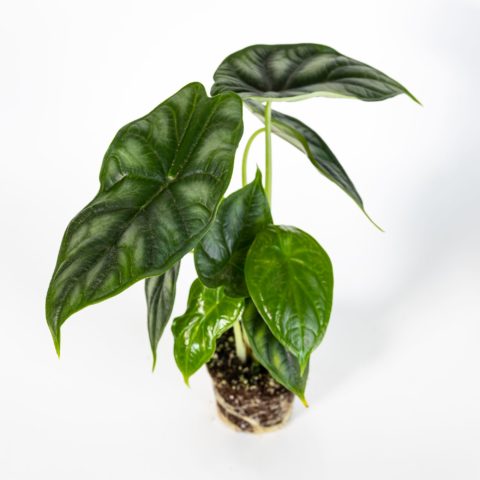 Alocasia "Dragon Scale" Baby Plant