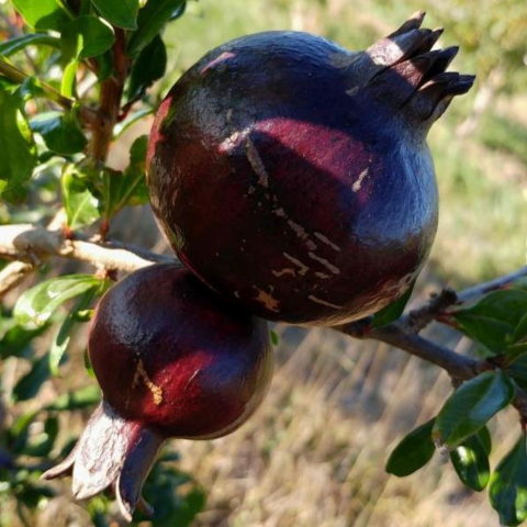 Punica granatum "Nero"