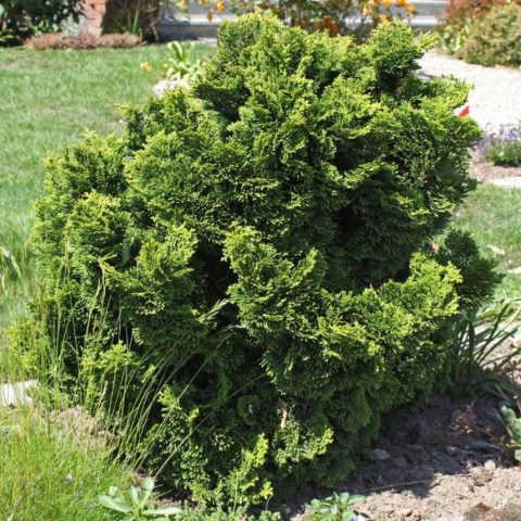 Chamaecyparis obtusa "Nana Gracilis"
