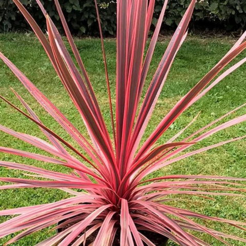 Cordyline australis "Charlie Boy"