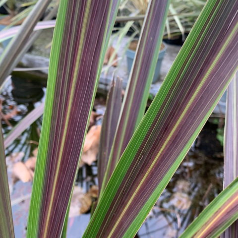 Cordyline banksii "Electric Star"