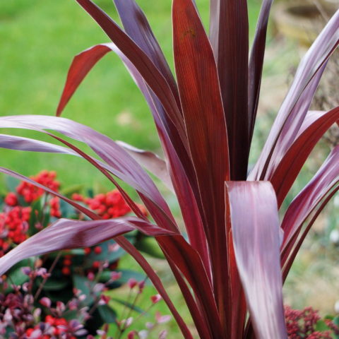 Cordyline "Superstar" (da esterno)
