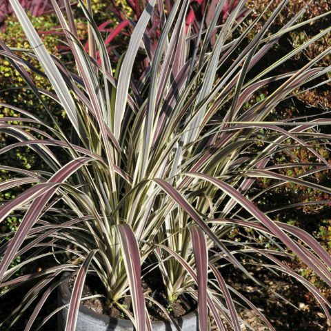 Cordyline banksii "Electric Flash" (da esterno)