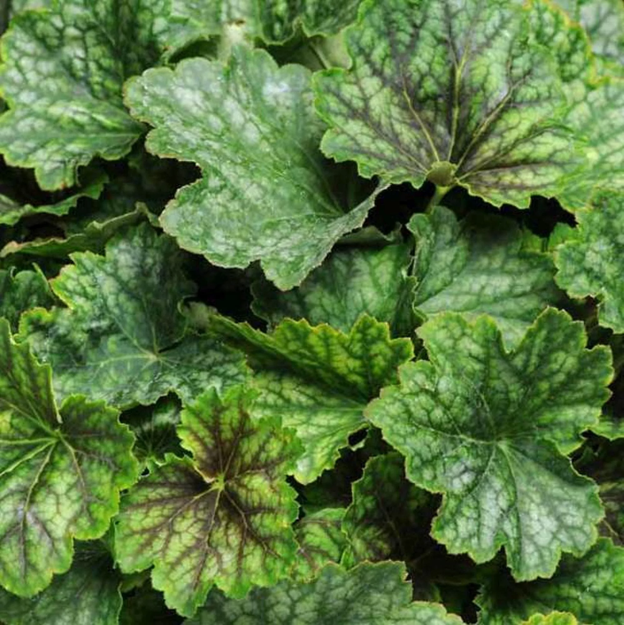 Heuchera "Carnival Cocomint"