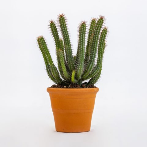 Euphorbia baioensis