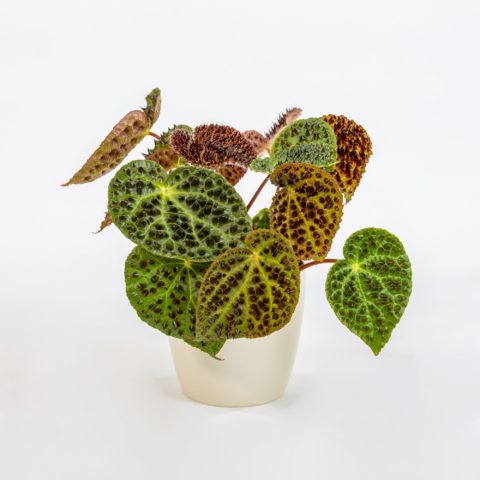 Begonia ferox