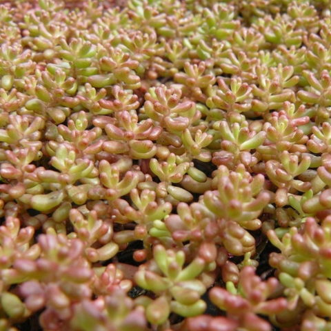 Sedum album "Coral Carpet"