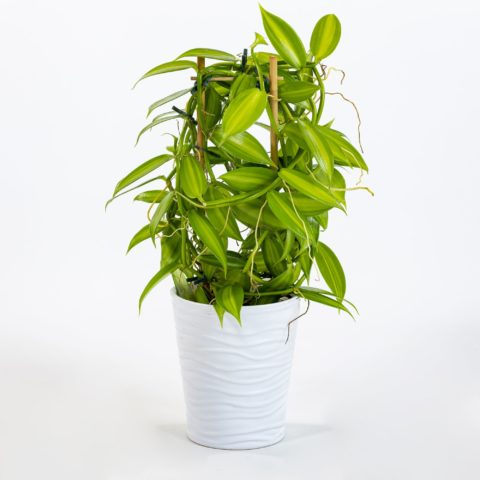 Orchidea Vanilla planifolia