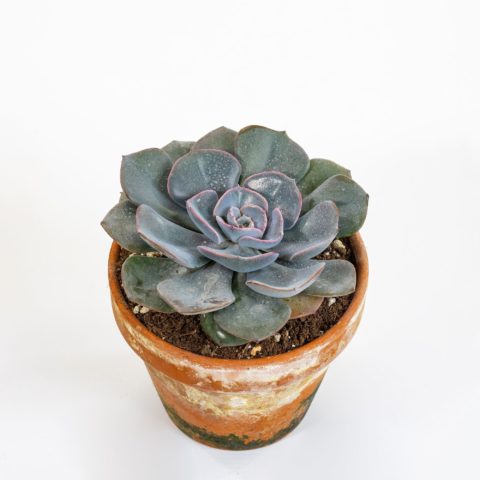 Echeveria "Blue Metal"