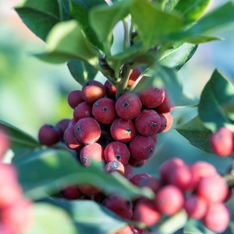 Ilex opaca