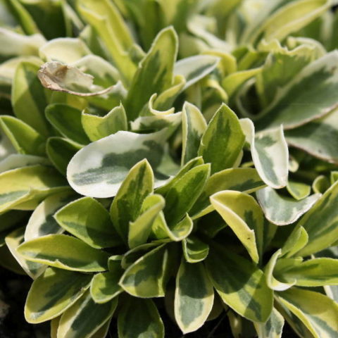 Arabis ferdinandi-coburgii "Old Gold"