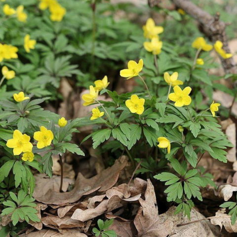 Anemone ranunculoides