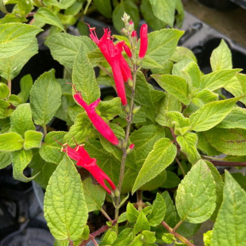 Salvia ananas
