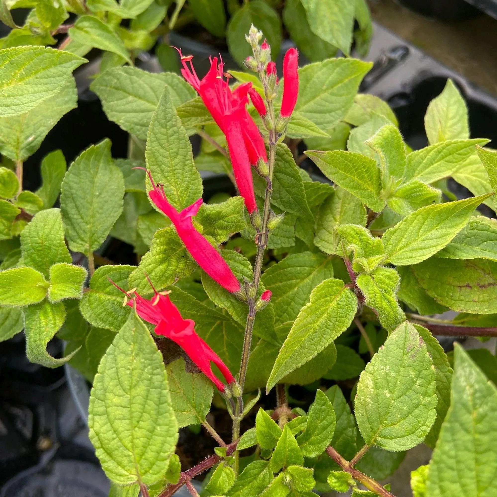 Salvia ananas