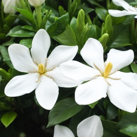 Gardenia jasminoides "Kleim's Hardy"