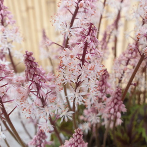 Tiarella "Angel Wings"