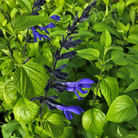 Salvia guaranitica "Black and Blue"