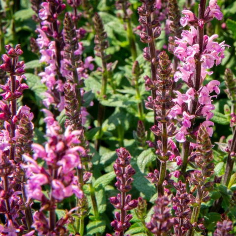 Salvia x superba "Bordeau Rose"