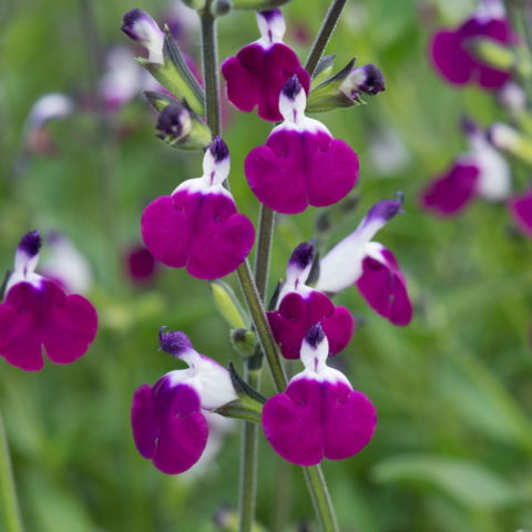 Salvia greggii "Amethyst Lips"