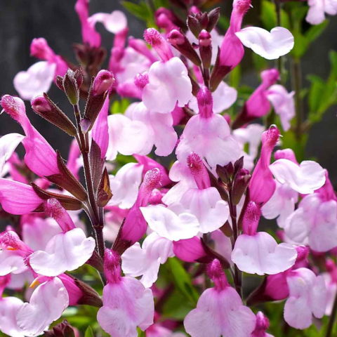 Salvia greggii "Joy"