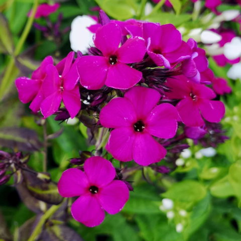 Phlox paniculata "Adessa Special Deep Purple"