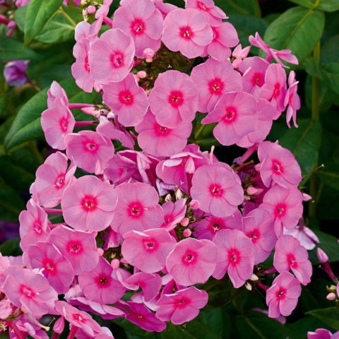 Phlox paniculata "Adessa Rose Eye"