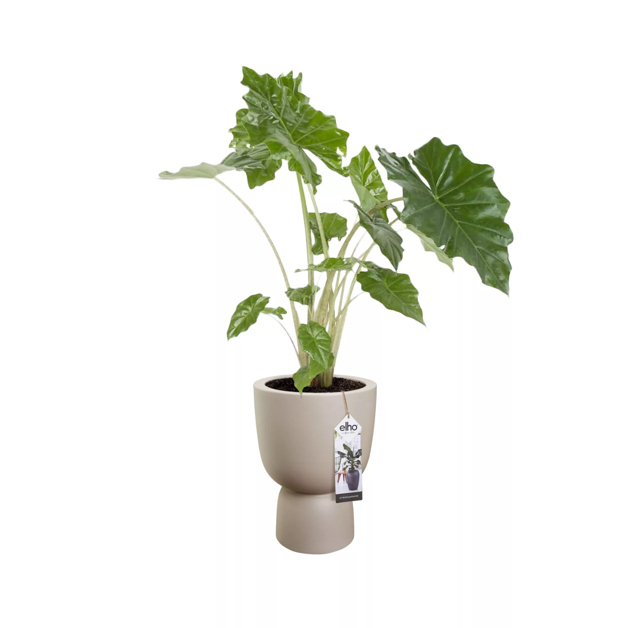 Vaso PURE COUPE - Elho