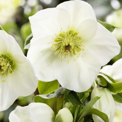 Helleborus "Ice Time Lucia"