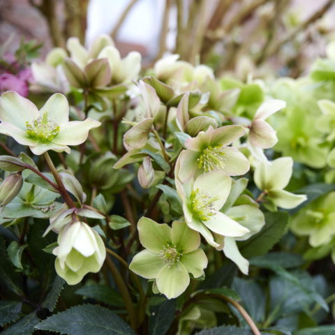 Helleborus "Interspecific JWLS Guess"