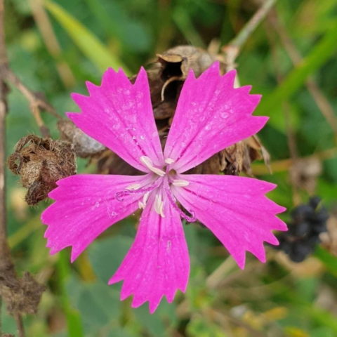 Dianthus carthusianorum