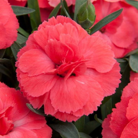 Dianthus caryophyllus "Oscar Salmon"