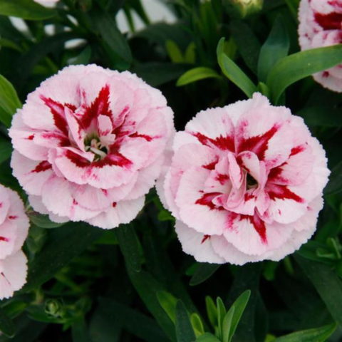 Dianthus caryophyllus "Oscar Purple Star"