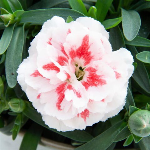 Dianthus caryophyllus "Oscar Red Star"