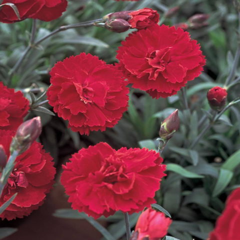 Dianthus caryophyllus "Oscar Dark Red"