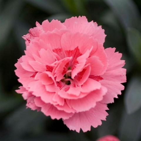 Dianthus caryophyllus "Oscar Pink"
