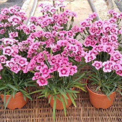 Dianthus superbus "Tiny Pleasure Rose"