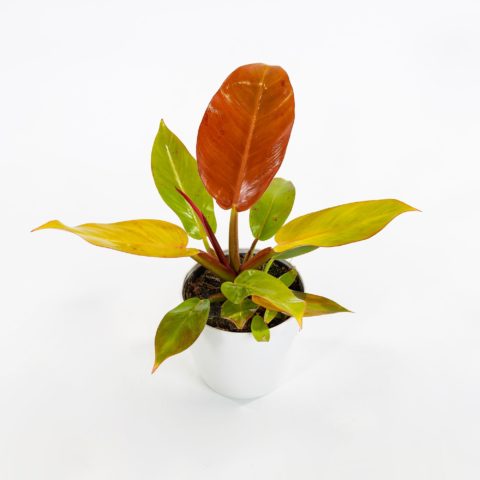 Philodendron "Prince of Orange"