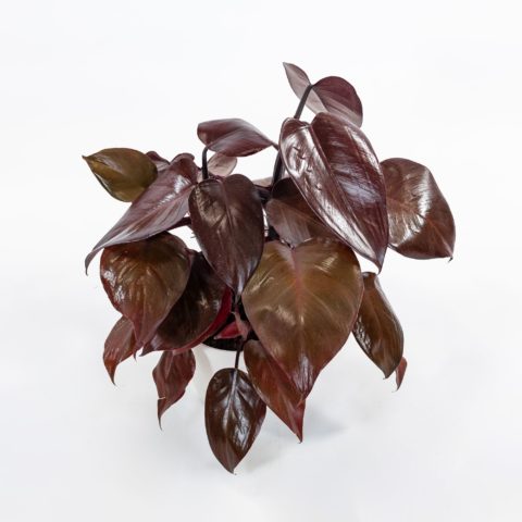 Philodendron "New Red"