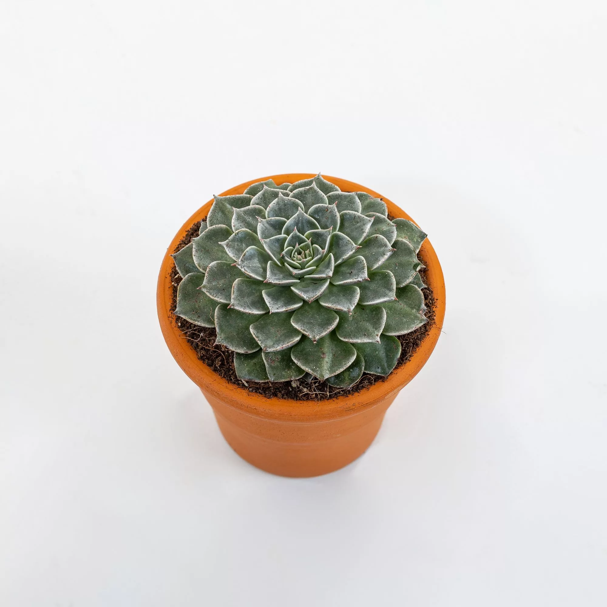 Graptopetalum bellum