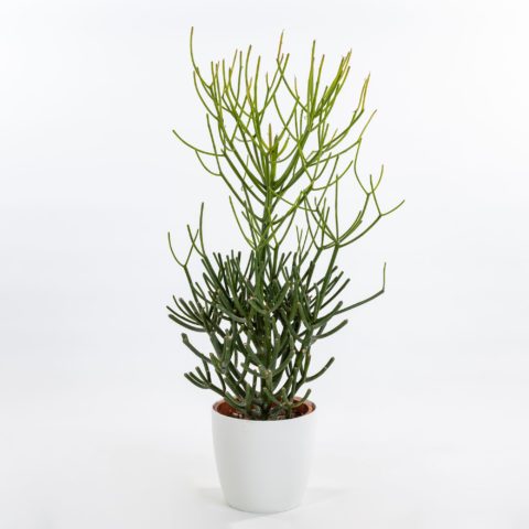 Albero delle Matite