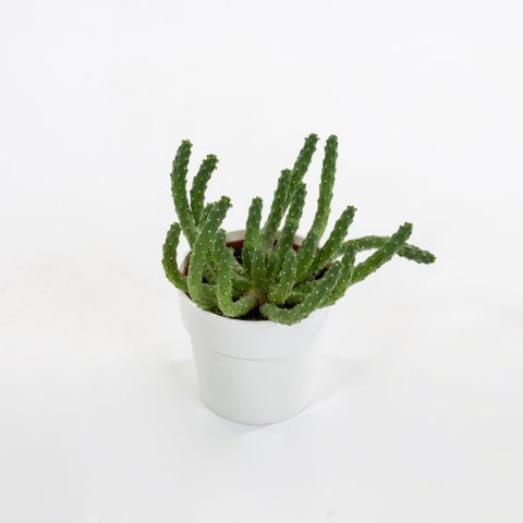 Euphorbia caput-medusae
