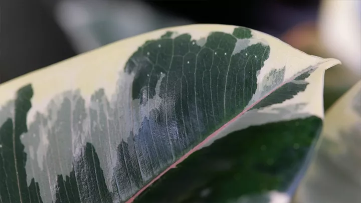 Dettaglio della lamina fogliare del Ficus elastica Tineke
